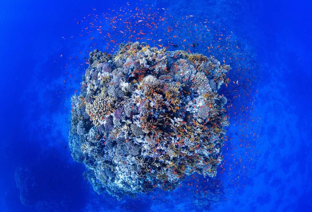 NIKON Dive